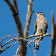 Cooper's Hawk-01