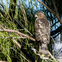 Cooper's Hawk-Immature-02