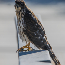 Cooper's Hawk-Immature-06