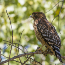 Cooper's Hawk-Immature-20