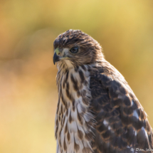 Cooper's Hawk-Immature-Up Close-01