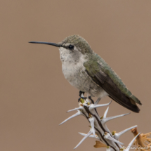 Costas Hummingbird-Female-02