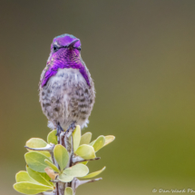 Costas Hummingbird-Male-02