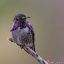 Costas Hummingbird-Male-17