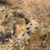 Coyote in the Desert-02