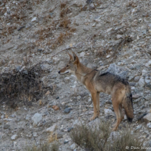 Coyote in the Desert-06