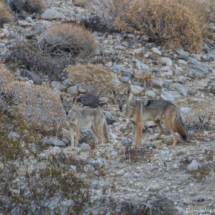 Coyotes in the Desert-01