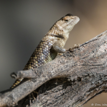 Desert Spiny Lizard-01