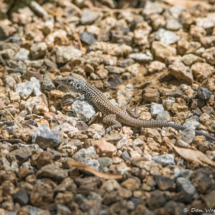 Desert Whiptail Lizard-01