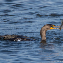 Double-crested Cormorant-01
