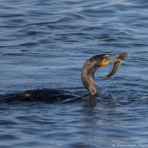 Double-crested Cormorant-02