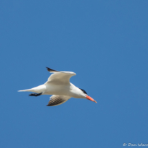 Elegant Tern in Flight-01