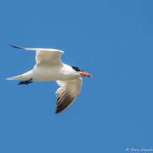 Elegant Tern in Flight-02