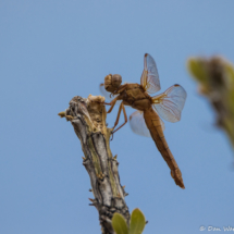 Flame Skimmer-01