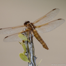 Flame Skimmer-03