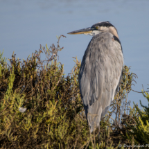 Great Blue Heron-01