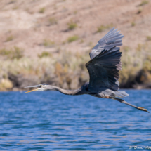Great Blue Heron in Flight-01