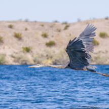 Great Blue Heron in Flight-02