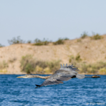 Great Blue Heron in Flight-03