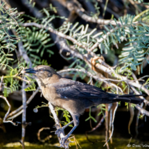 Great-tailed Grackle-Female-01