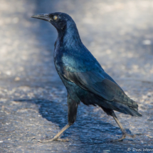 Great-tailed Grackle-Male-01