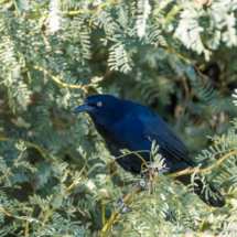 Great-tailed Grackle-Male-02