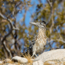 Greater Roadrunner In The Desert-04