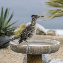 Greater Roadrunner Soaking The Feet On A Hot Day