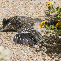 Greater Roadrunner Spreading Wings-01