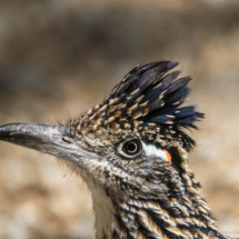 Greater Roadrunner-Up Close-02