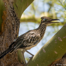 Greater Roadrunner in Palo Verde Tree-02