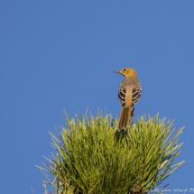 Hooded Oriole-Female-02