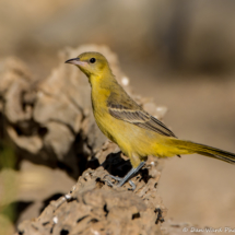 Hooded Oriole-Female-04