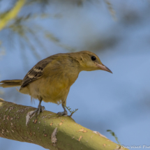 Hooded Oriole-Female-05