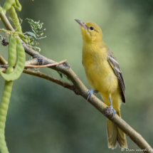 Hooded Oriole-Female-07