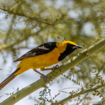 Hooded Oriole-Male-01