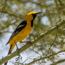 Hooded Oriole-Male-02