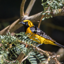 Hooded Oriole-Male-02