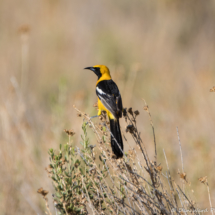 Hooded Oriole-Male-07