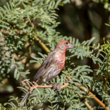 House Finch-Male-01