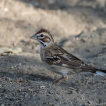 Lark Sparrow-Male-03