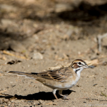 Lark Sparrow-Male-08