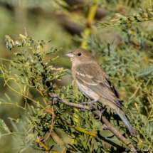 Lazuli Bunting-Immature Male-01