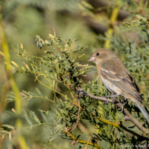 Lazuli Bunting-Immature Male-02
