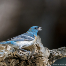 Lazuli Bunting-Male-03