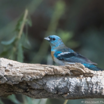 Lazuli Bunting-Male-08