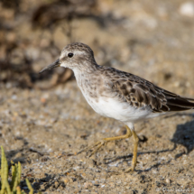Least Sandpiper-02
