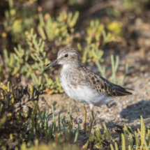 Least Sandpiper-03