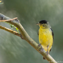 Lesser Goldfinch-Male-01