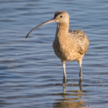 Long-billed Curlew-01